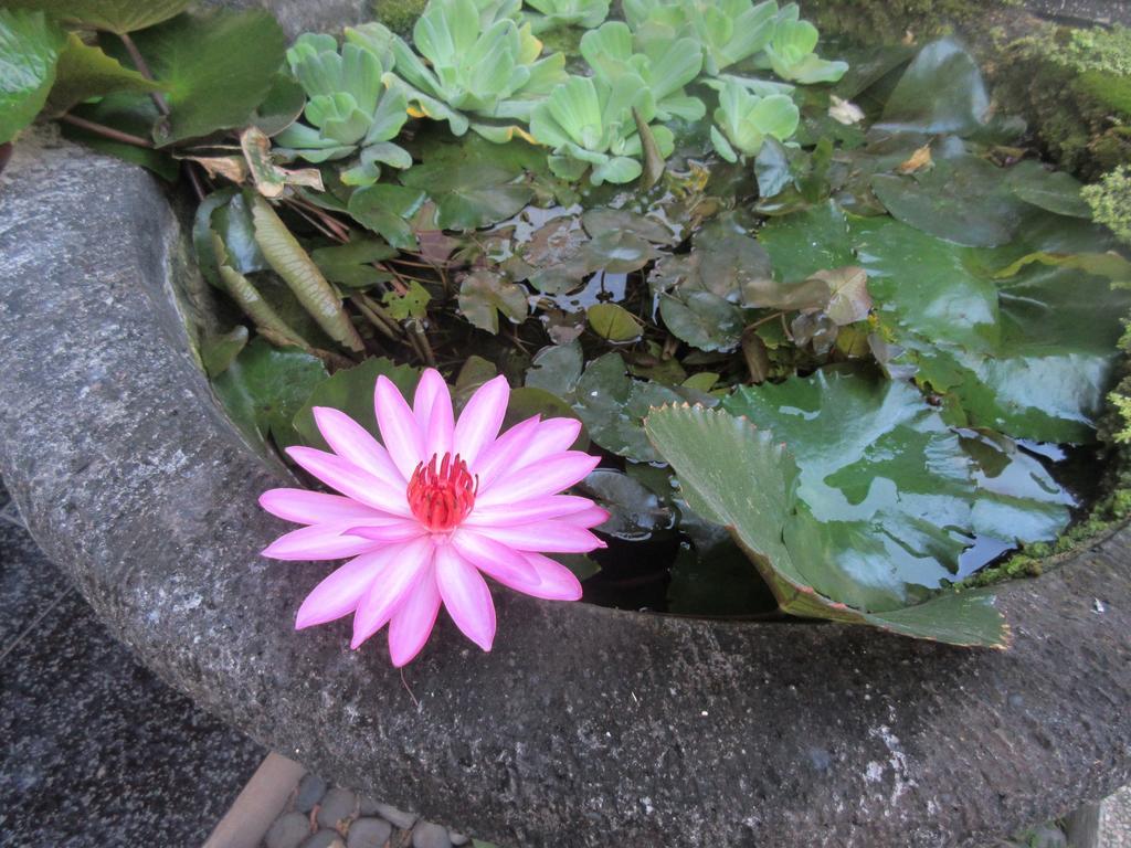 Rika Sanur Homestay Esterno foto